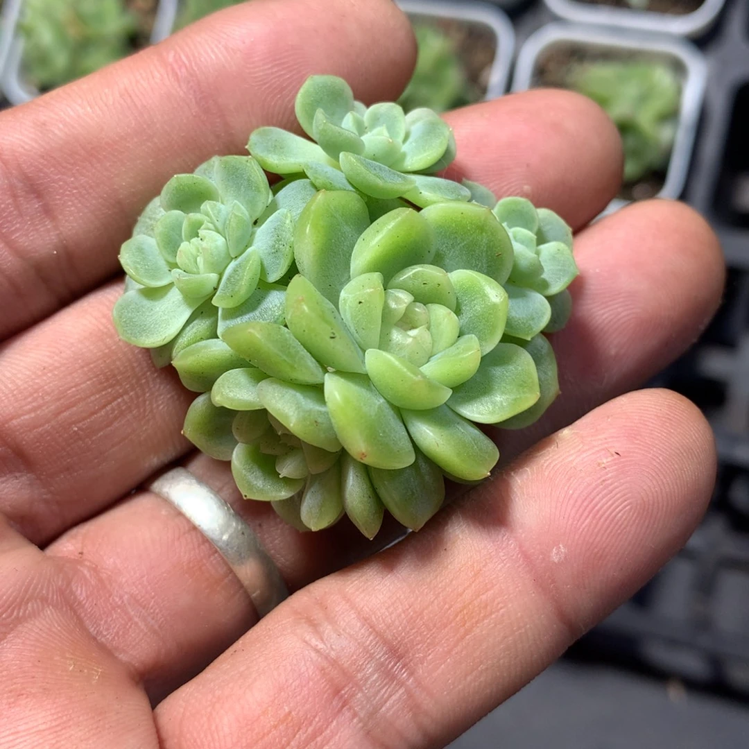 阿丹多肉一物一拍