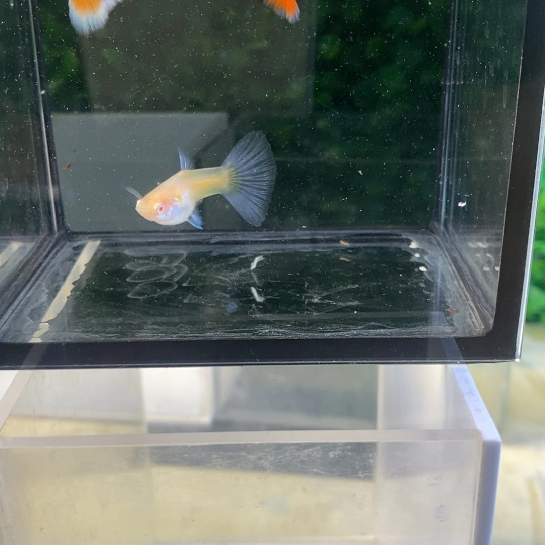 孔雀鱼紫白跑红两对