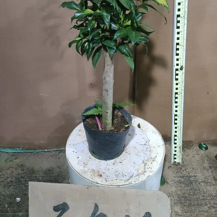 459朝日之雪，原盆原土发货，不包邮