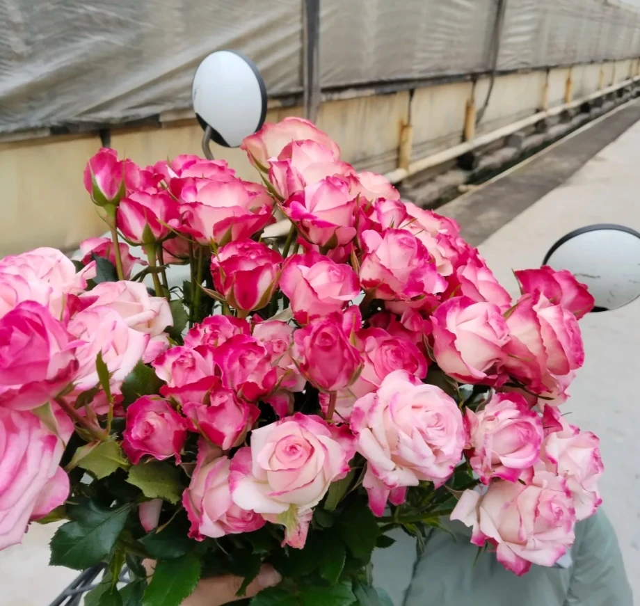 【新疆花之溪】浪琴多头玫瑰8-10枝（1枝不赔付）