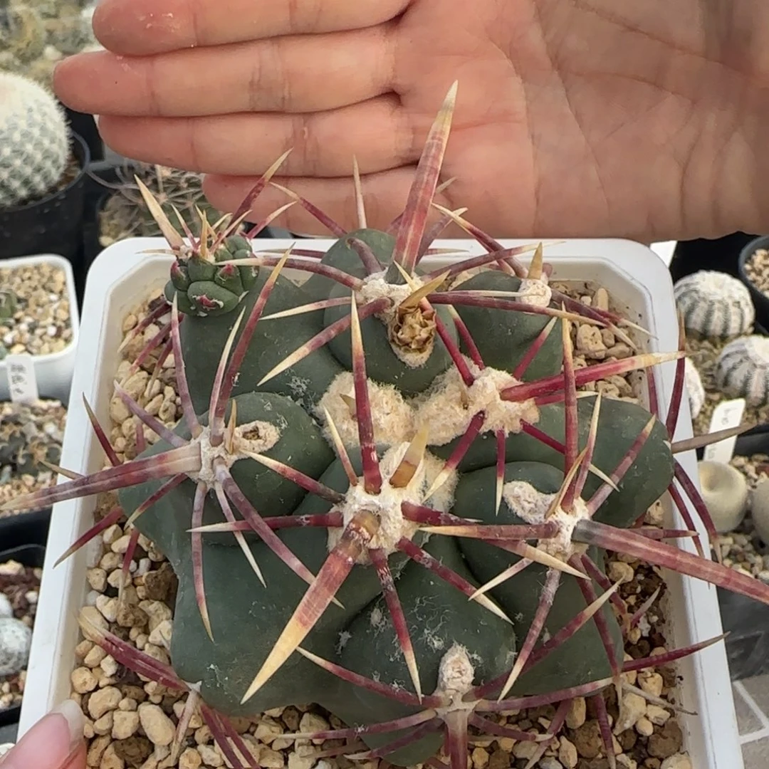 015苗接自根大红鹰多肉9厘米