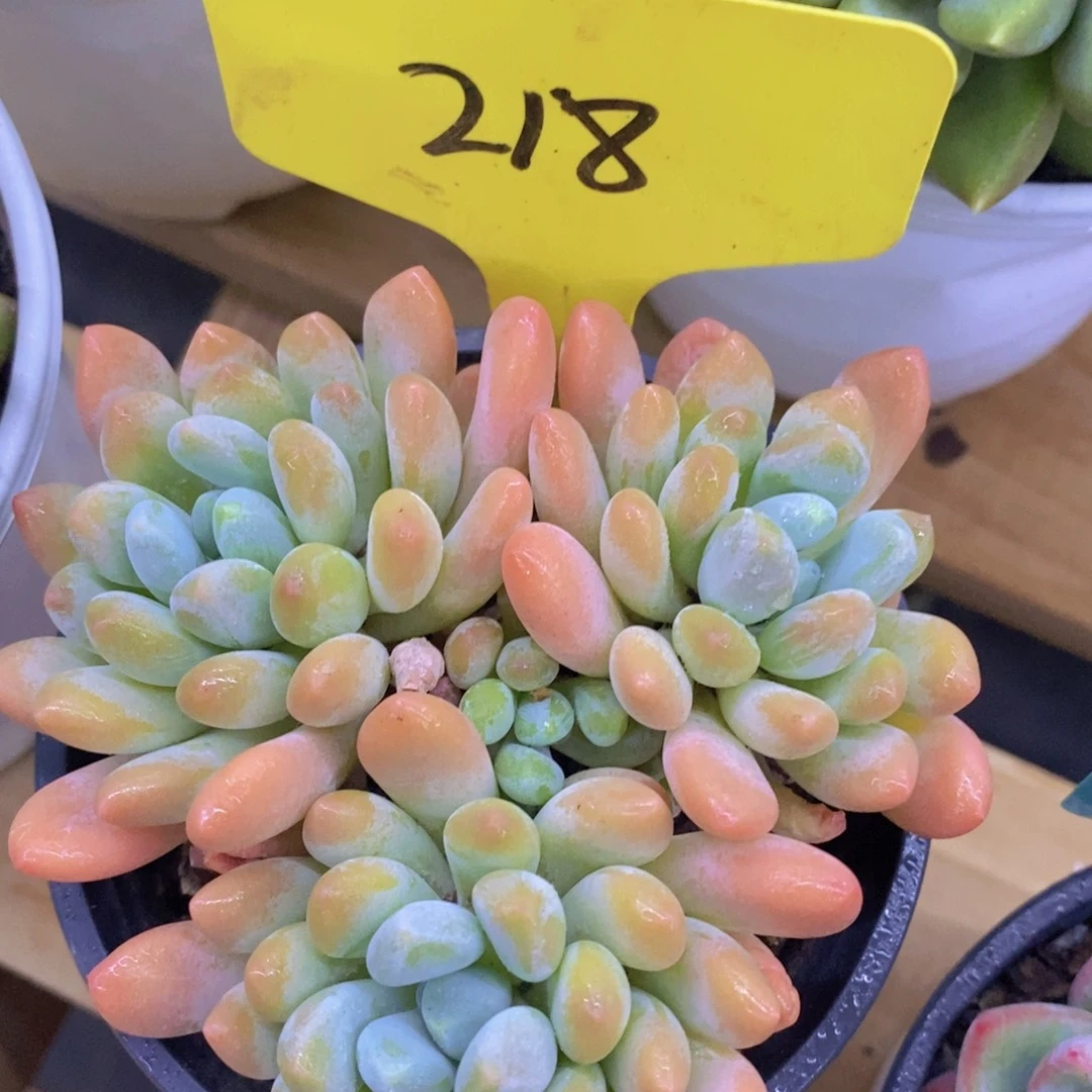 多肉植物，清货，3单包邮