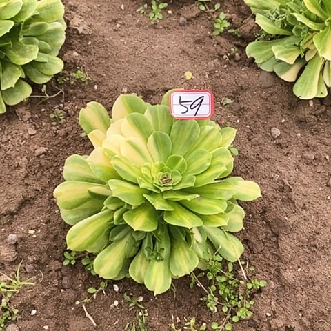 用****0翡翠琉璃花脸捧花