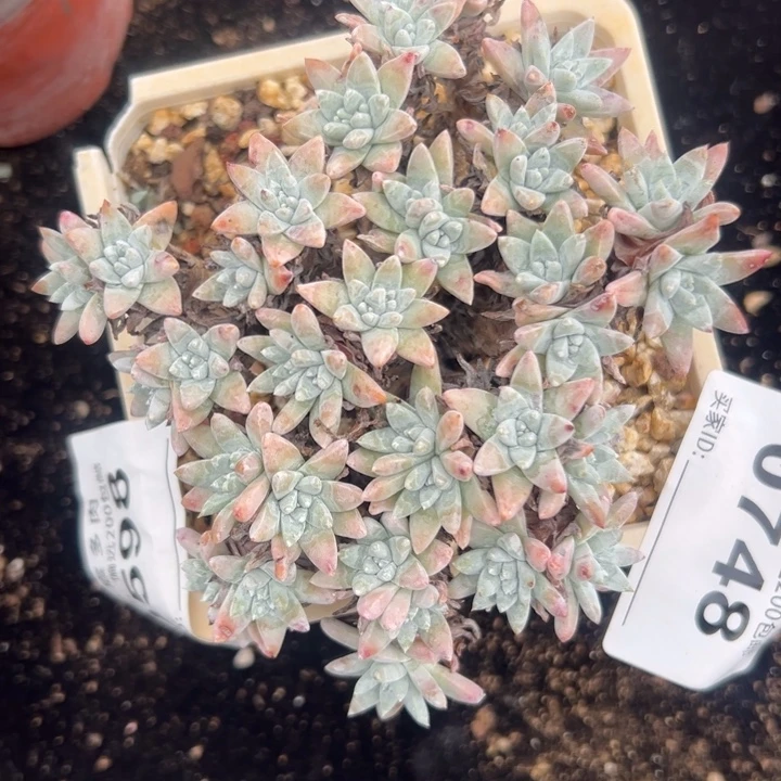 白菊仙女杯～一物一拍0598