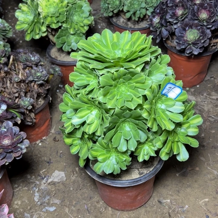 魏***姐多肉植物翡翠法师71