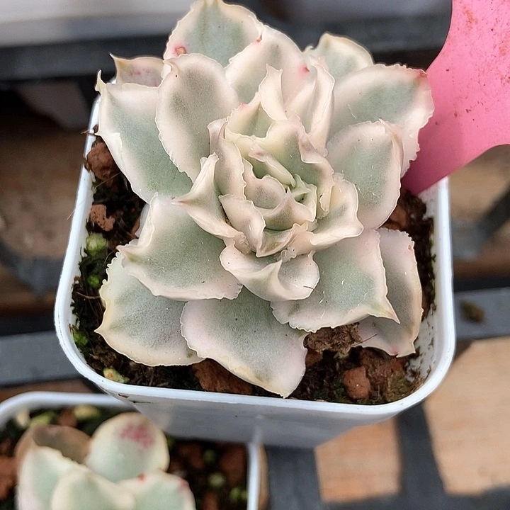 多肉植物蝴蝶锦103