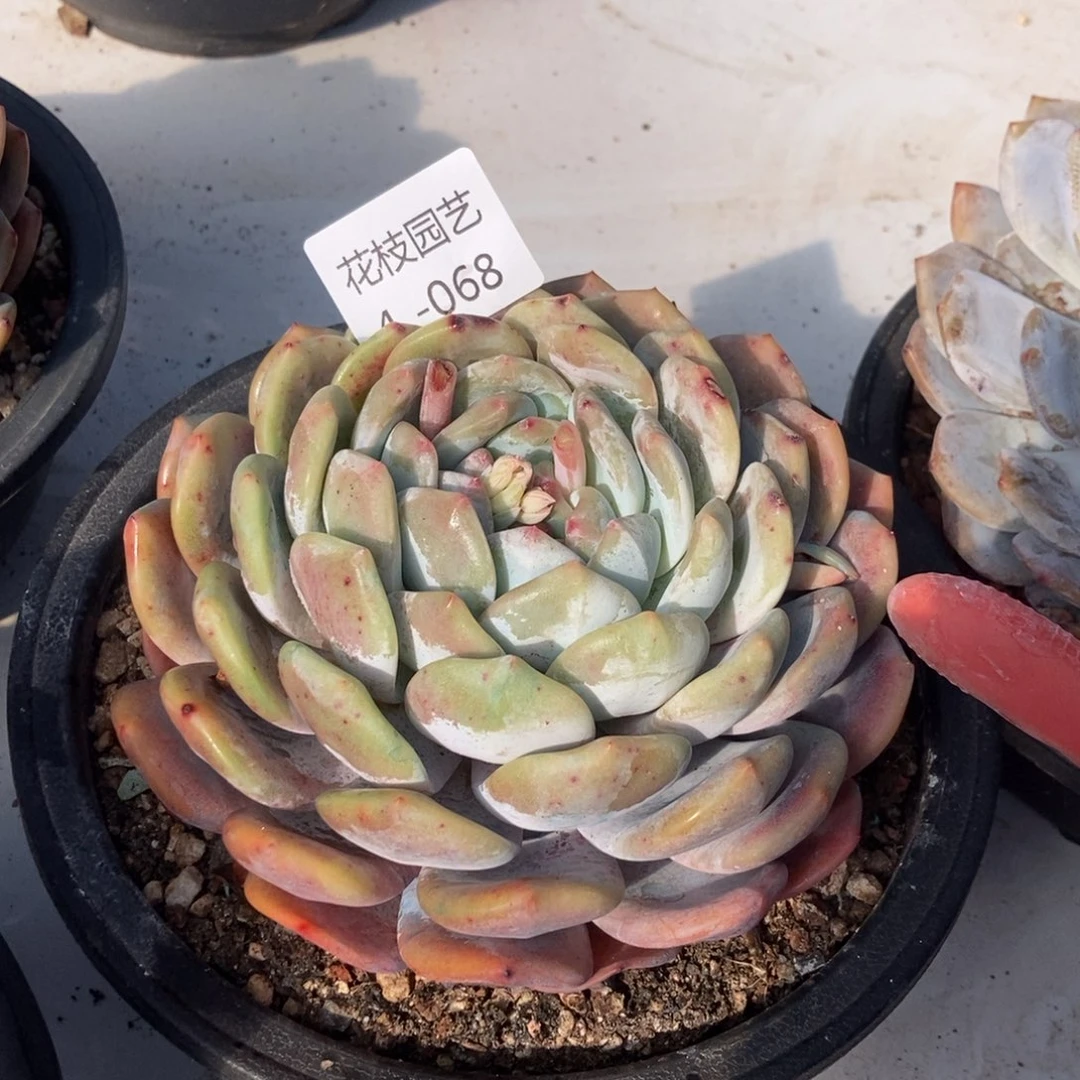 4.68单头梦露随机发货厚叶一棵