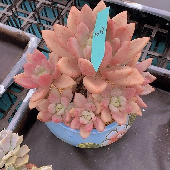 D****p1327多肉植物老桩