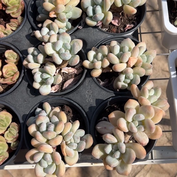 新疆包邮 香水（满三单发货）