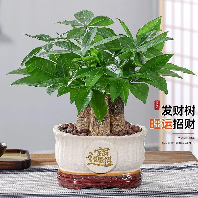 发财树盆栽室内植物招财客厅办公室桌面绿植四季好养活开业送礼新