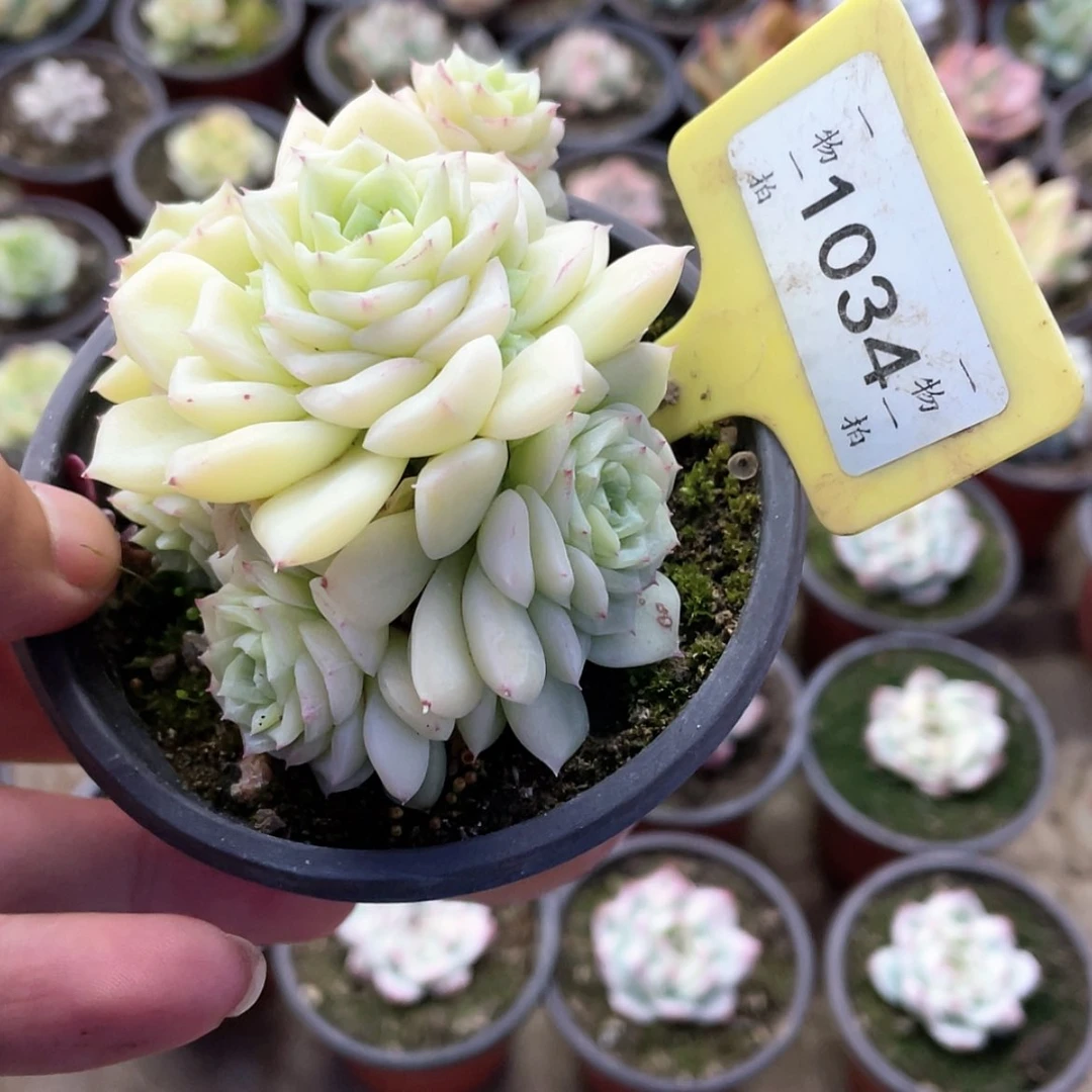 【闪购商品】h*～1034号