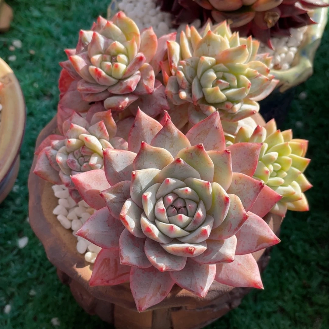 多肉植物盆栽多肉植物