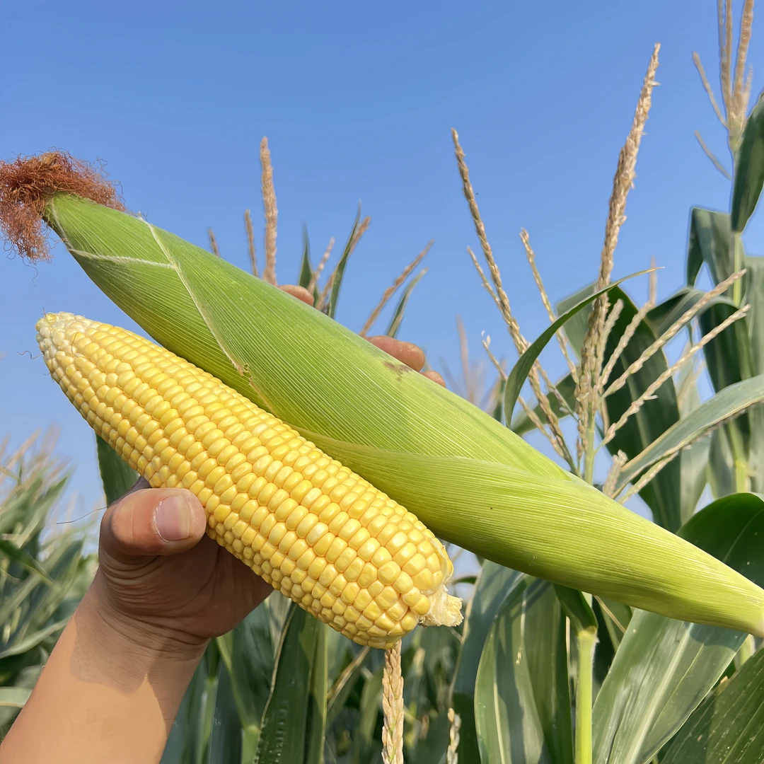 新鲜现摘笨玉米黄玉米老式农家有嚼劲苞米棒子老品种煲汤含硒玉米