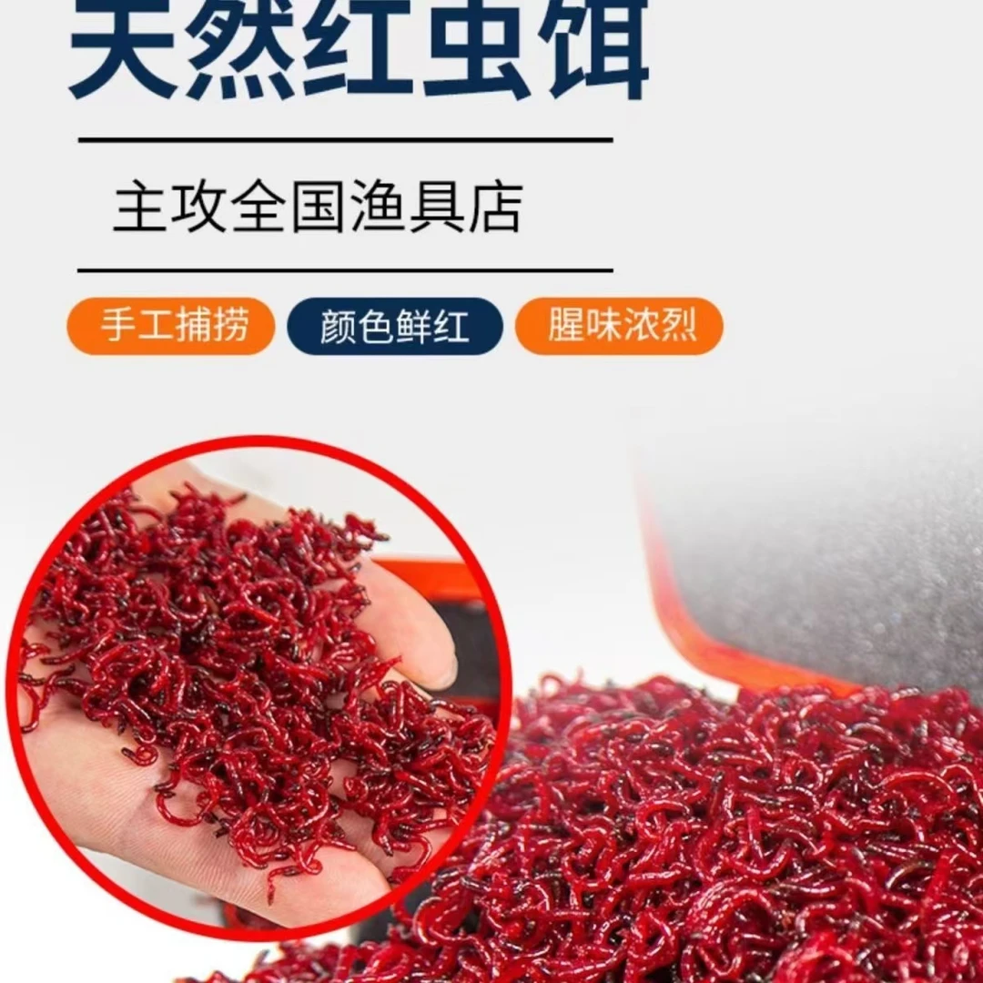 【今日特价】台钓红虫爆护鲜活发货