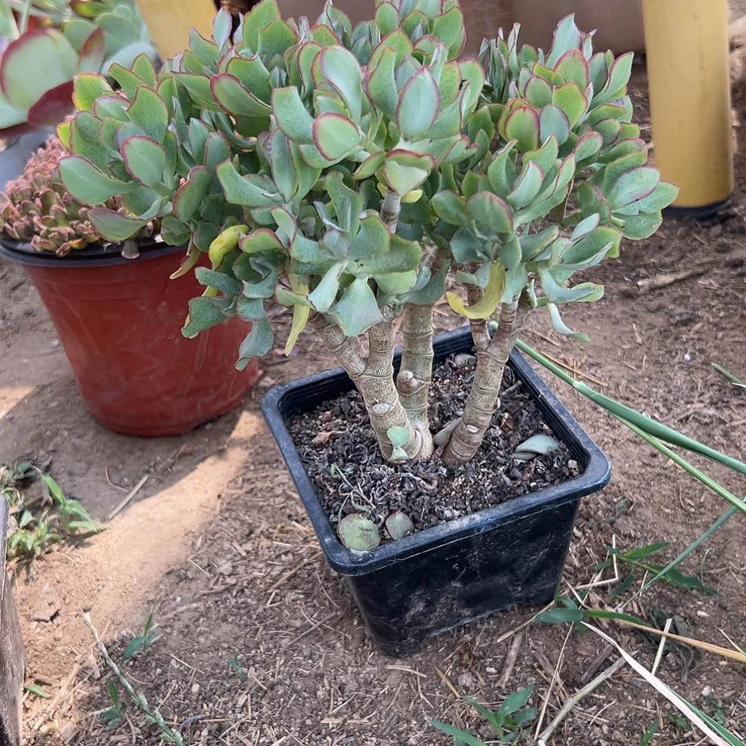 多肉植物海带玉树