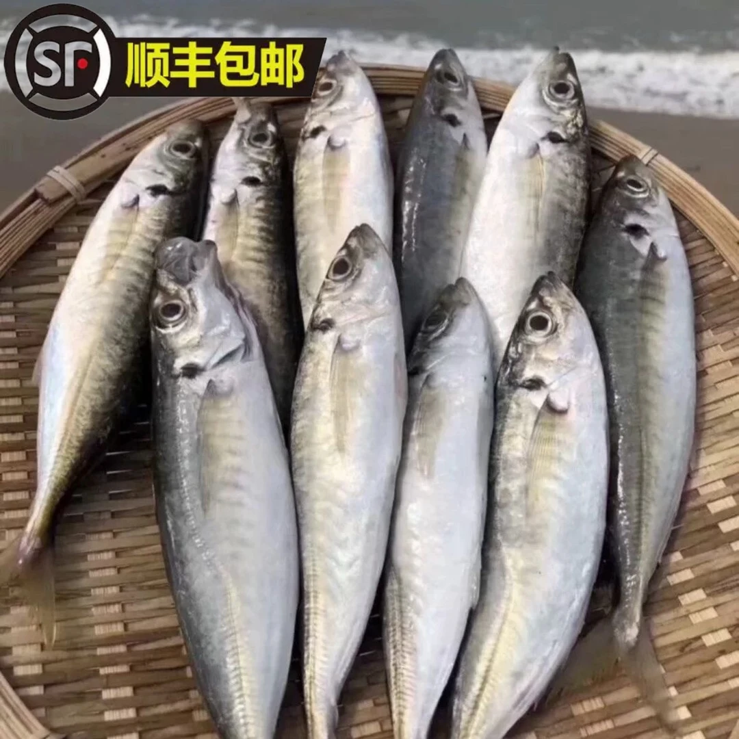 福建泉州东海热销巴浪鱼新鲜冷冻海捕精选推荐热卖批发顺丰包邮