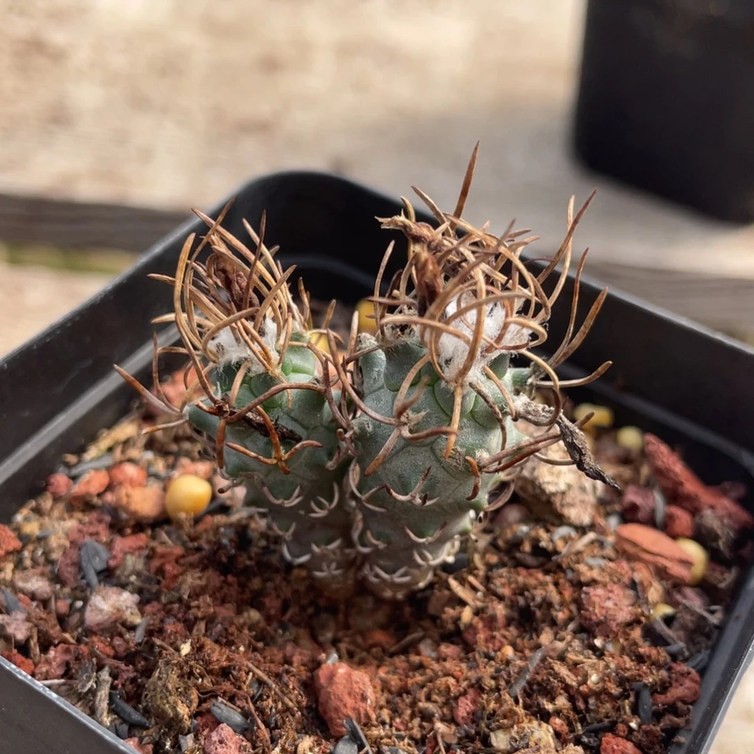 黄龙丸        实生根