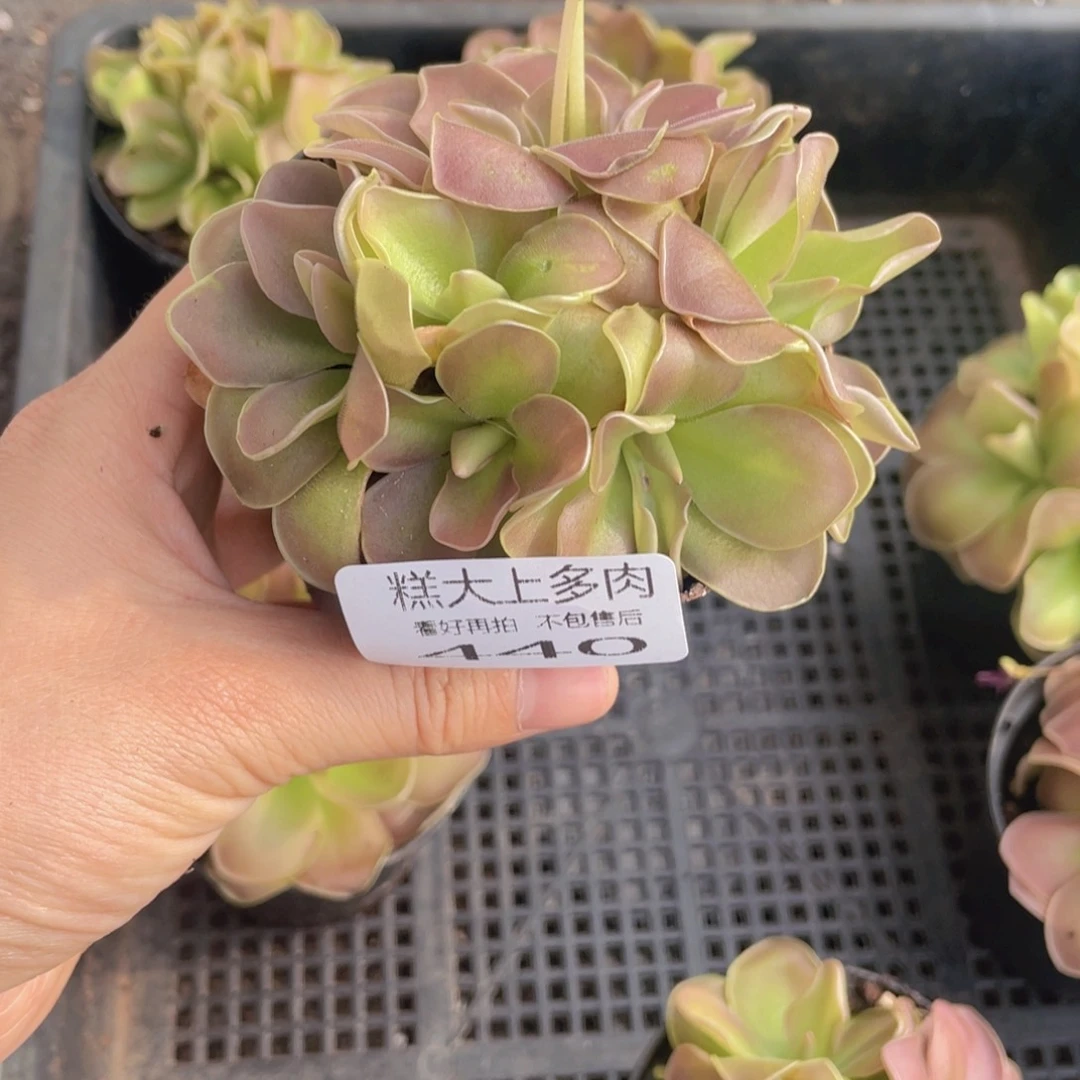 糕大上多肉植物440