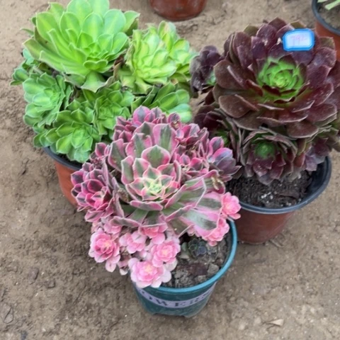 792多肉植物组合，