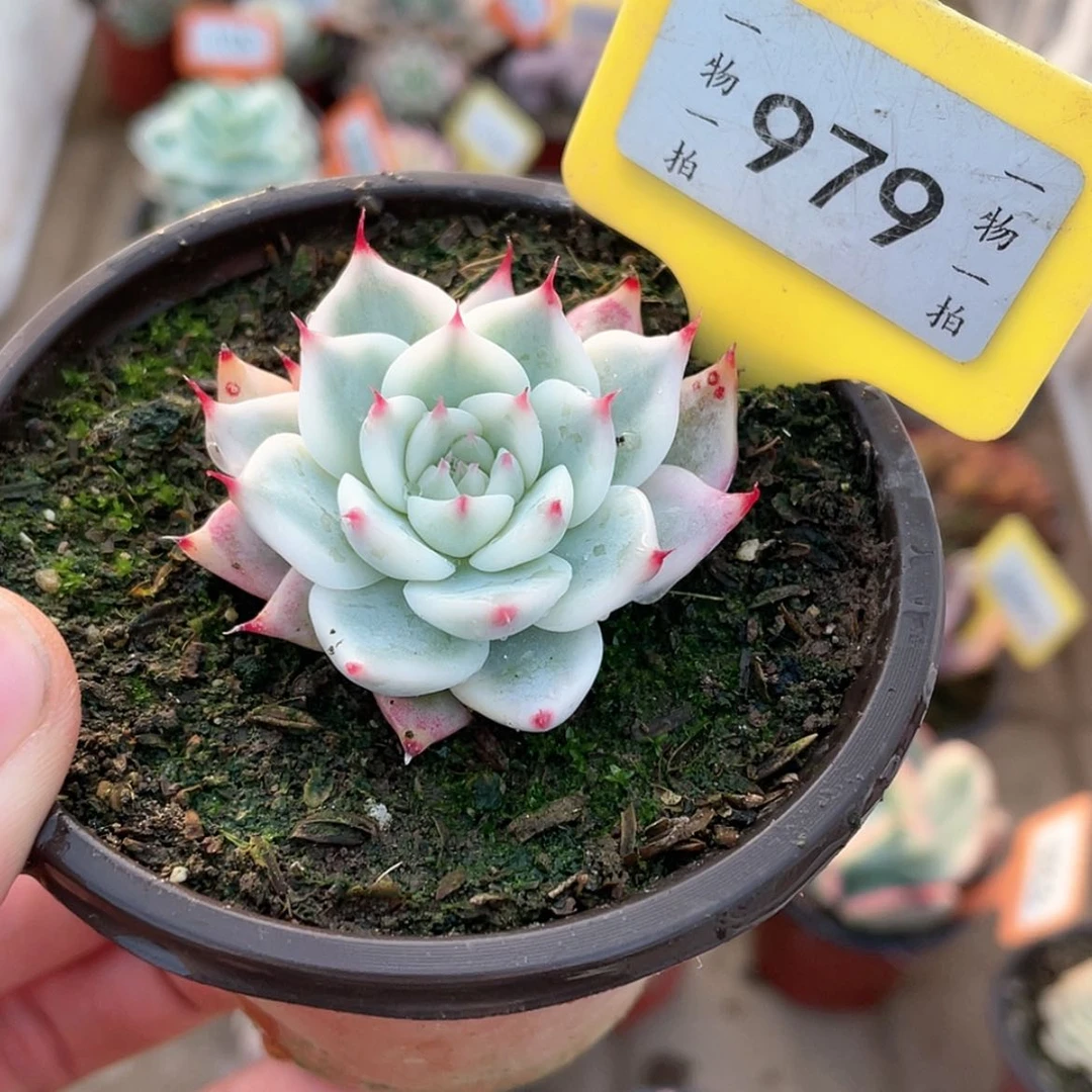 【闪购商品】979号