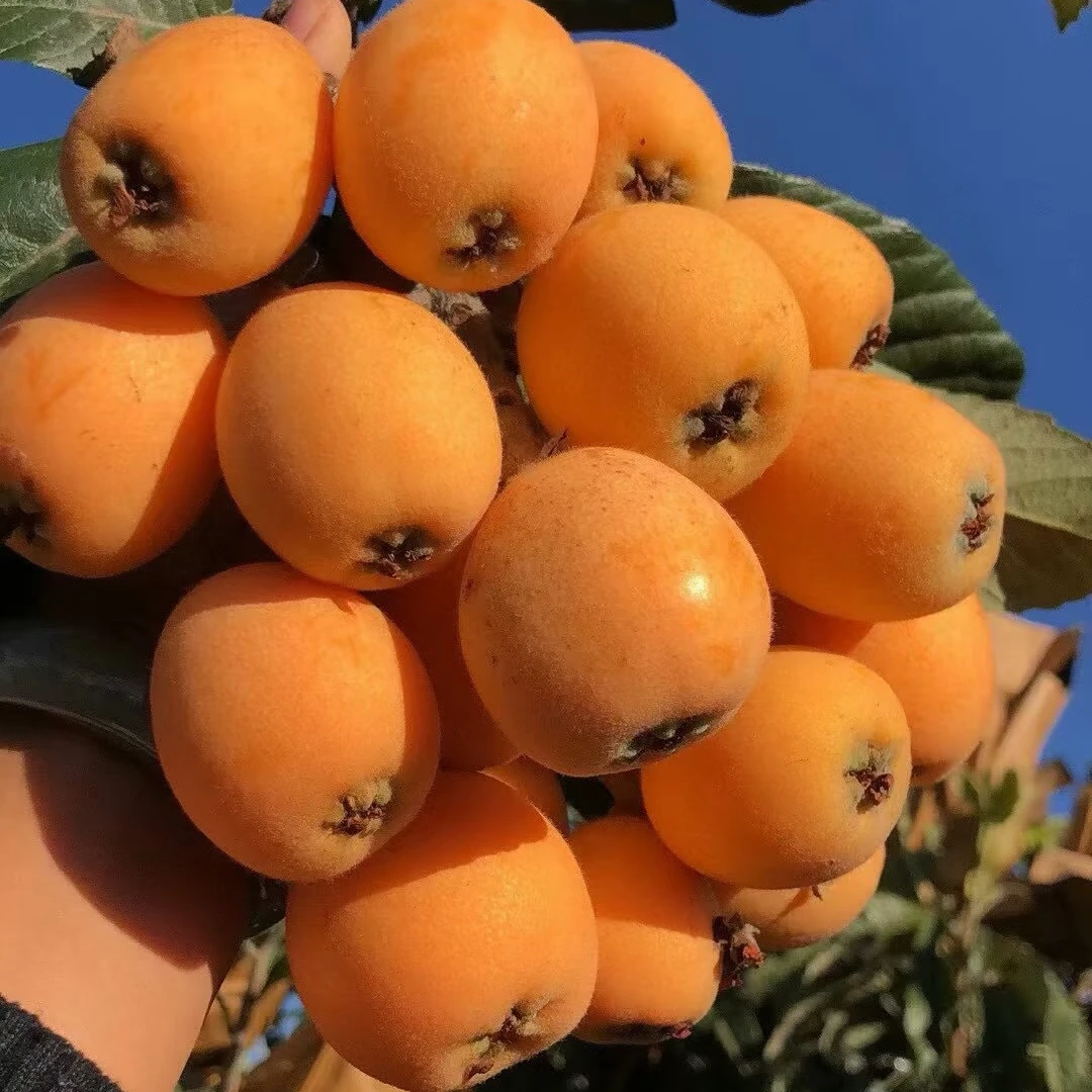 【顺丰包邮】当季新鲜果香枇杷文宫枇杷孕妇妈妈水果甜蜜多汁五星