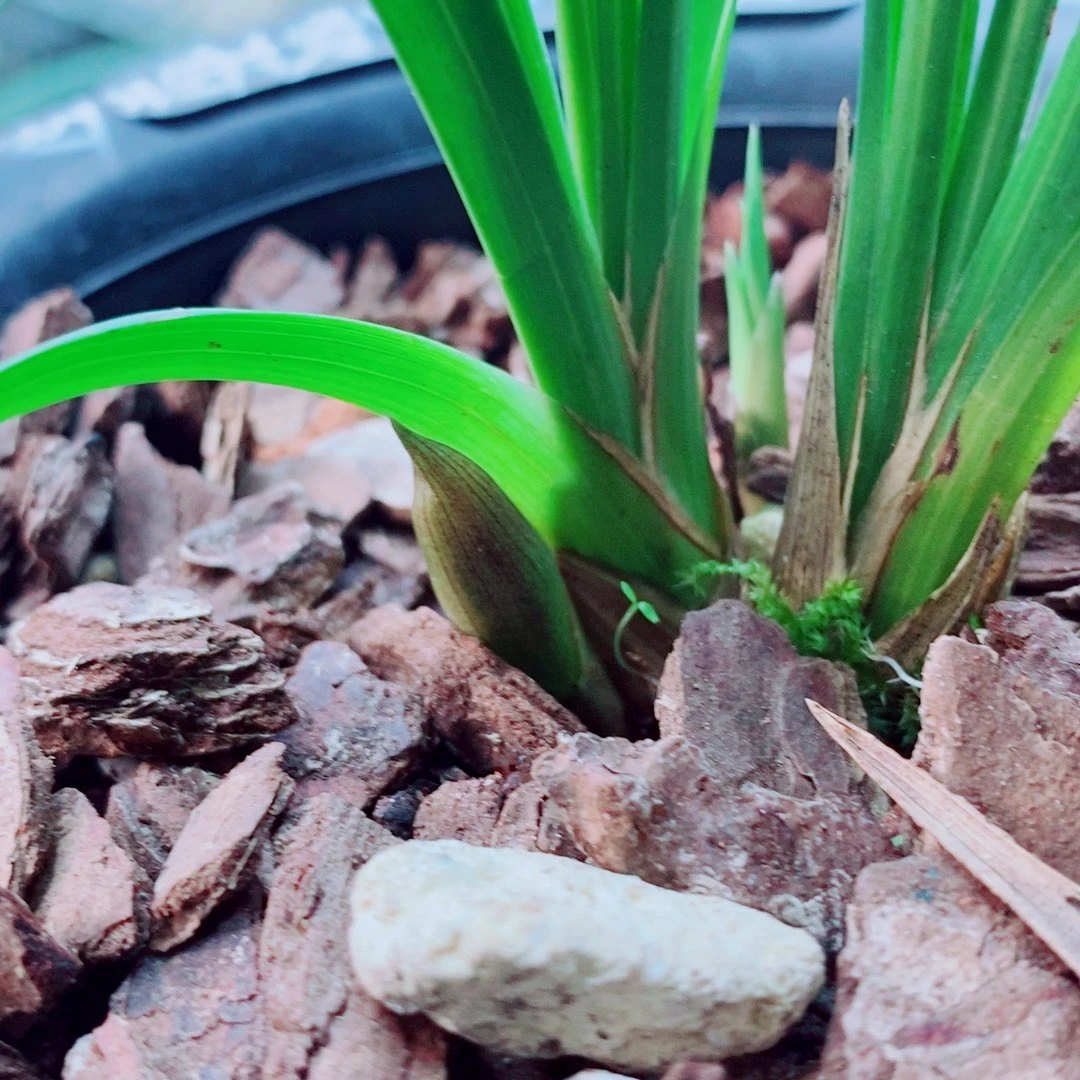当前无花栽培后可以开花