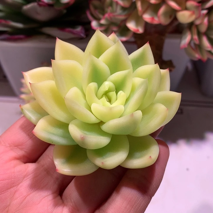 :***R晴空珍妮锦锦锦锦