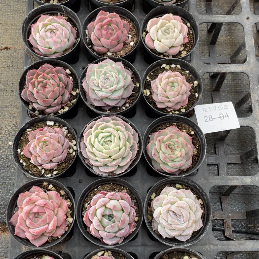 一物一拍18颗28-94