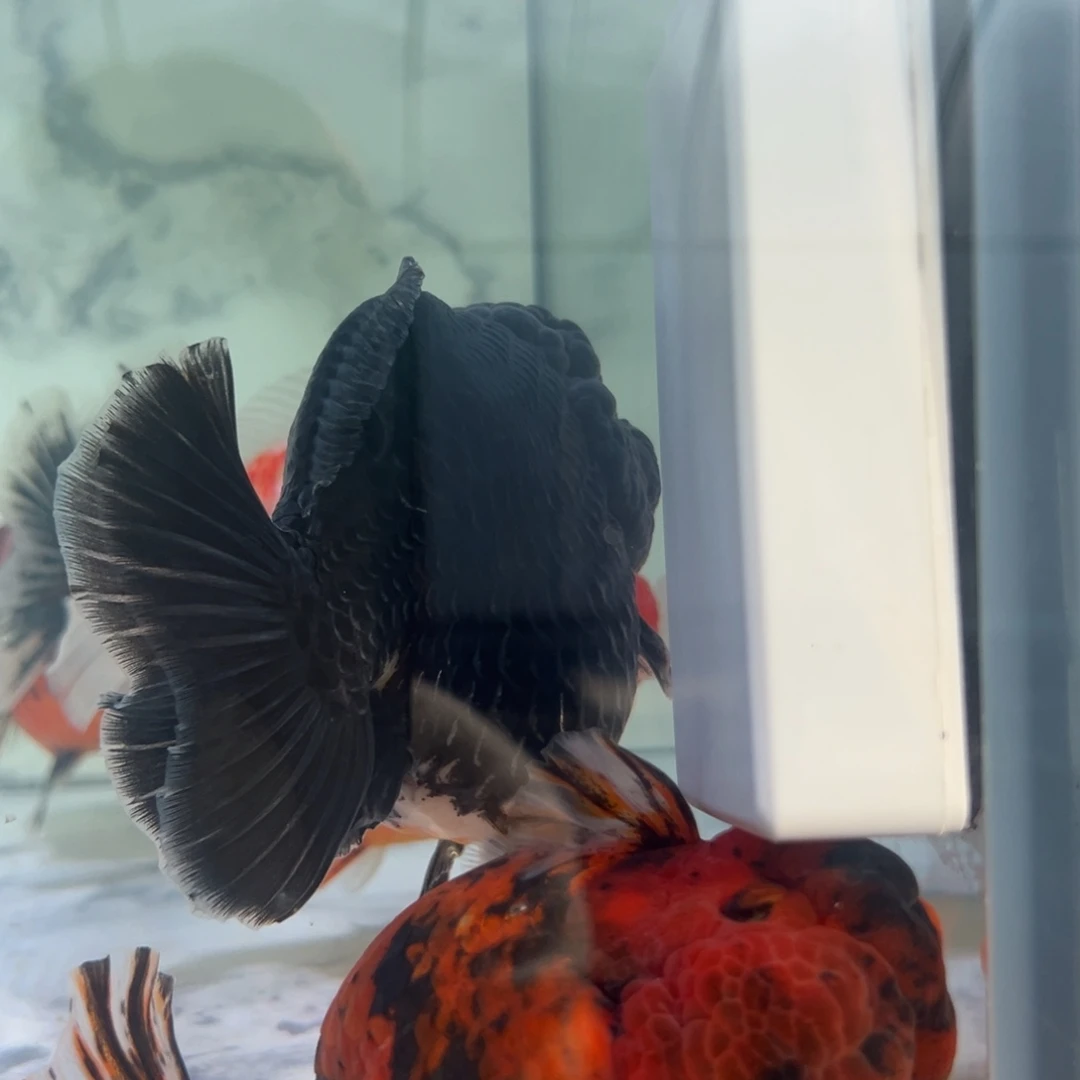 杠***杆海水鱼包邮者将自己与自己