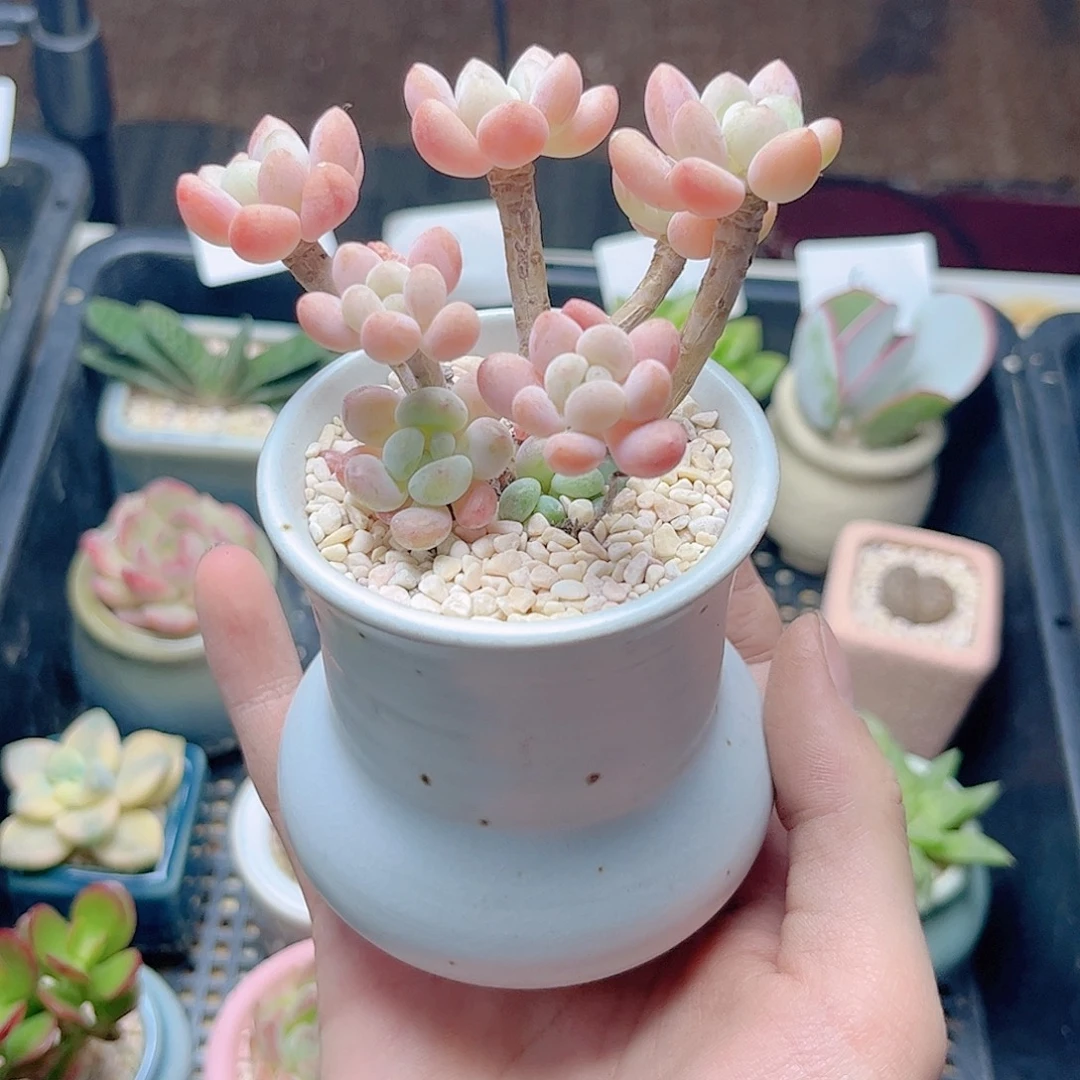 达芙妮老桩一物一拍