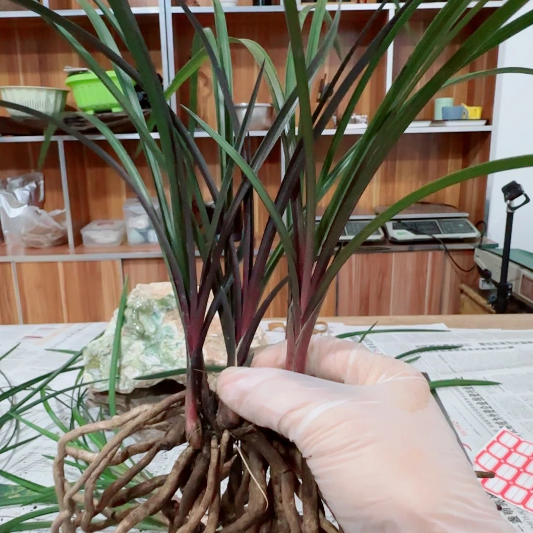 柳***上当前无花栽培后可以开花