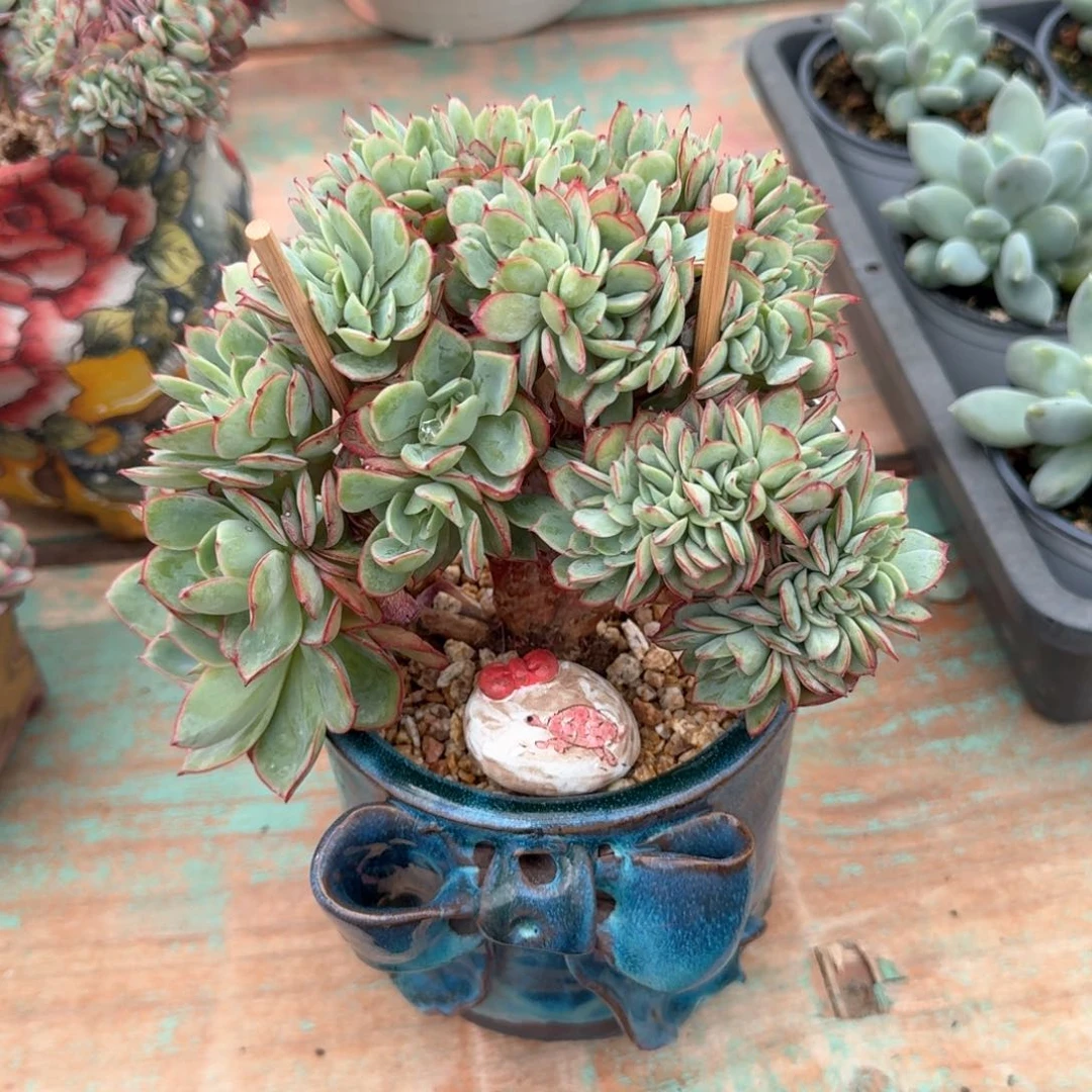 66姐姐牡丹亭小树