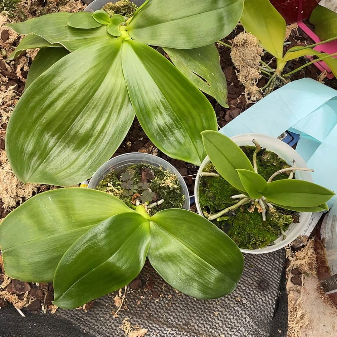 完全开放三颗不售后 260号