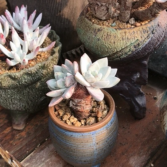 厚叶苹果叶仙女棒杯