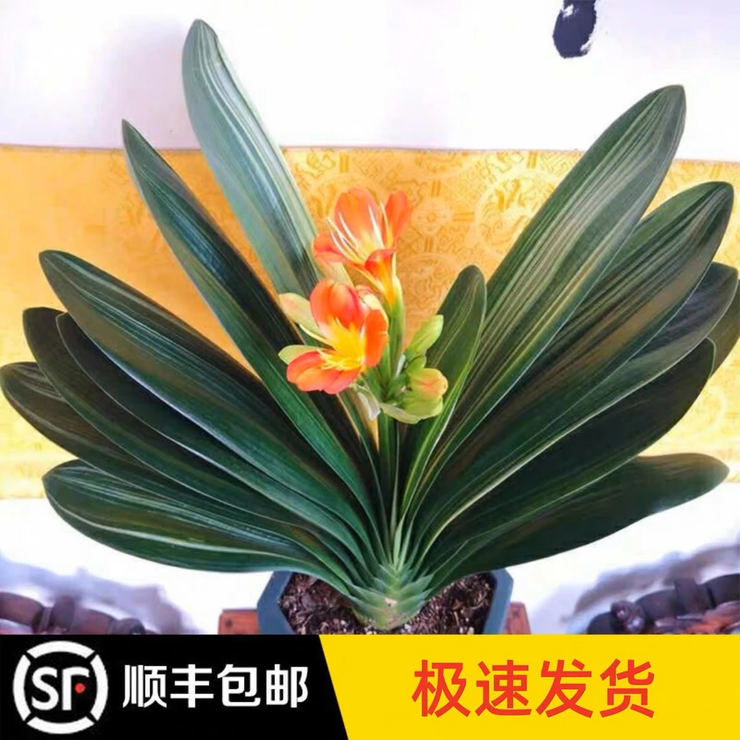 八年大苗带花苞君子兰室内盆栽植物四季常青原盆原土发货送肥料