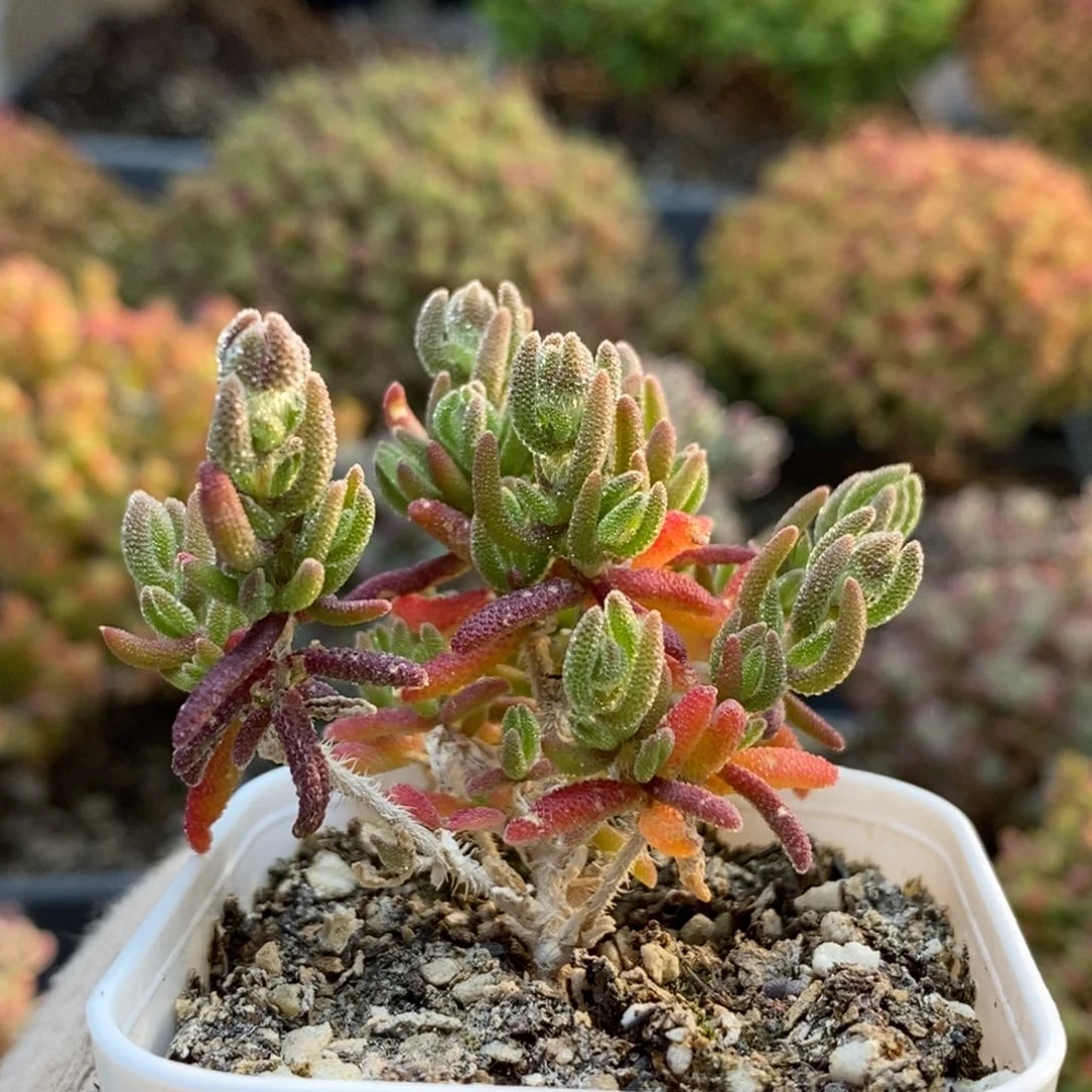 幼*狐尾6056枝干番杏