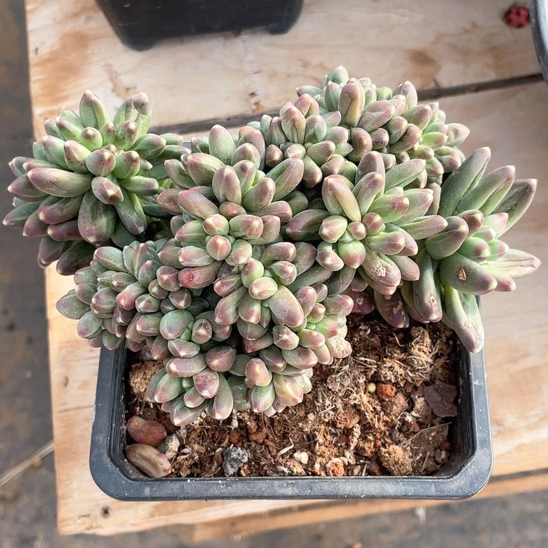 多肉植物多肉植物