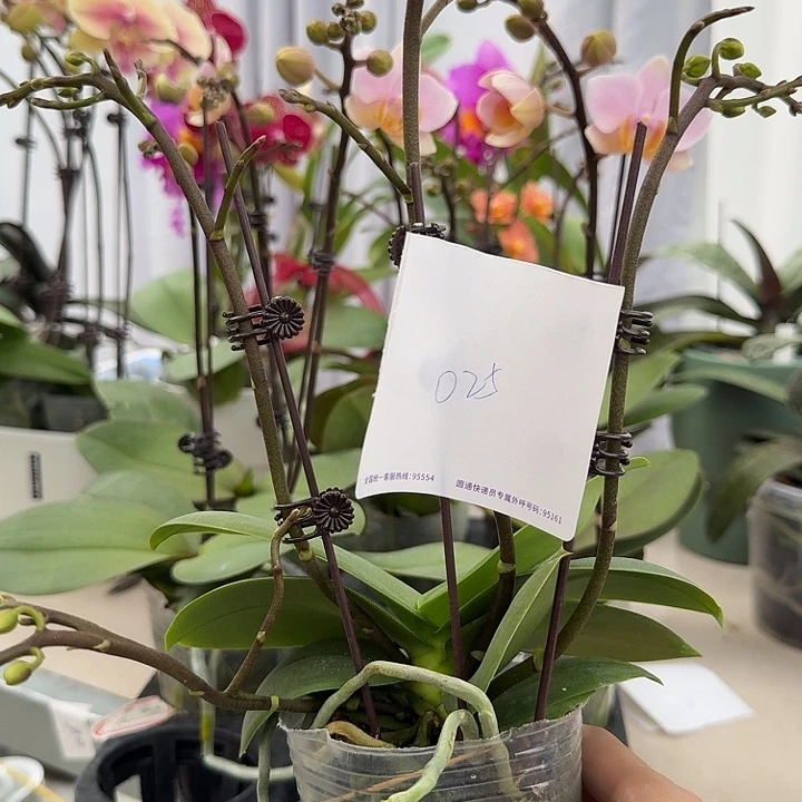 御***龍大部分开放少量花苞025