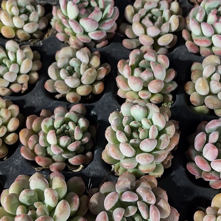 小萌豆1元带土发