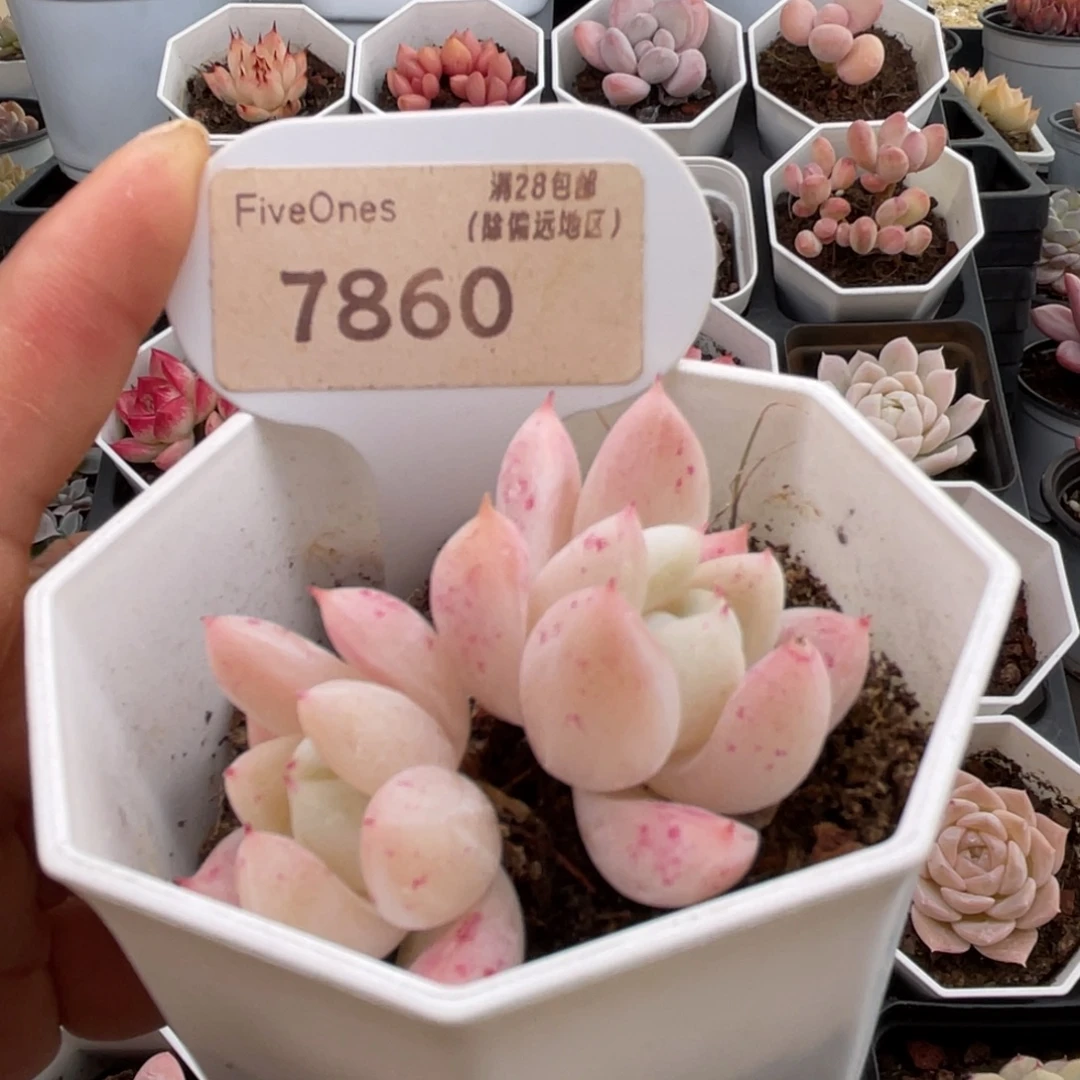 西施7860-5.5厘米