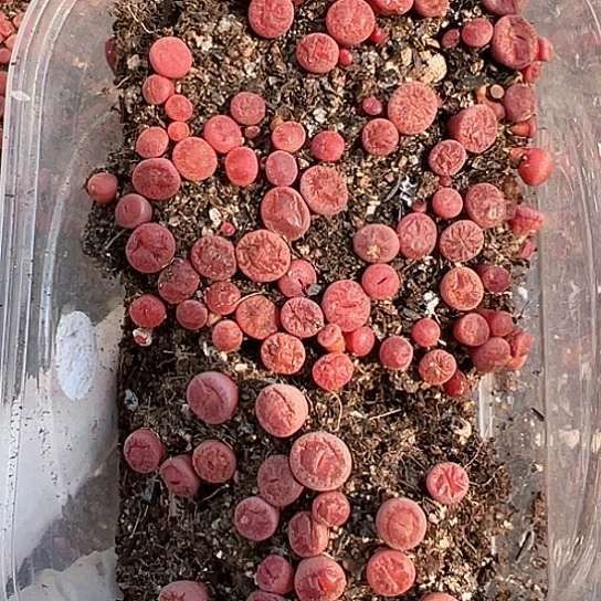 1860.酒红小苗，一盒保60颗