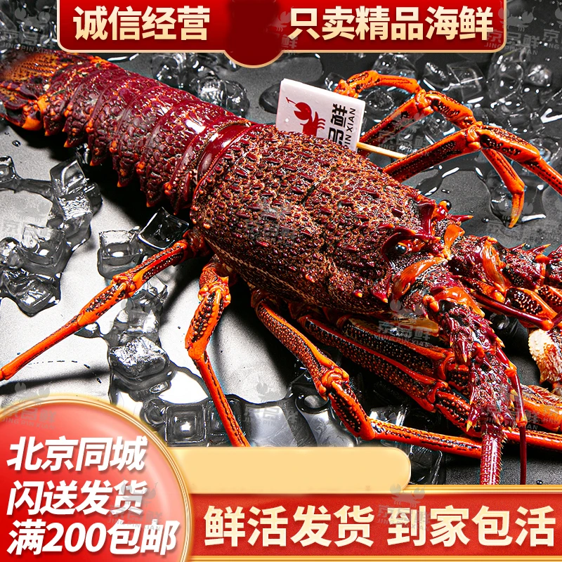 鲜活纽龙 一斤价格纽龙两斤起拍