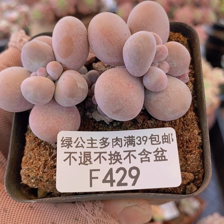 芭比奶洛6cm429多肉植物