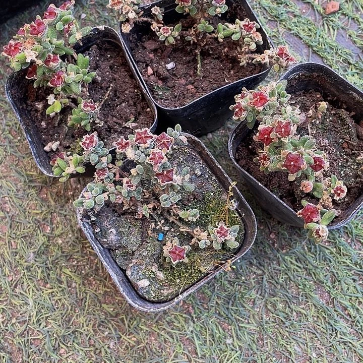 红宝石枝干1元带哦土发