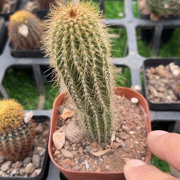 小大花龙柱满25包邮