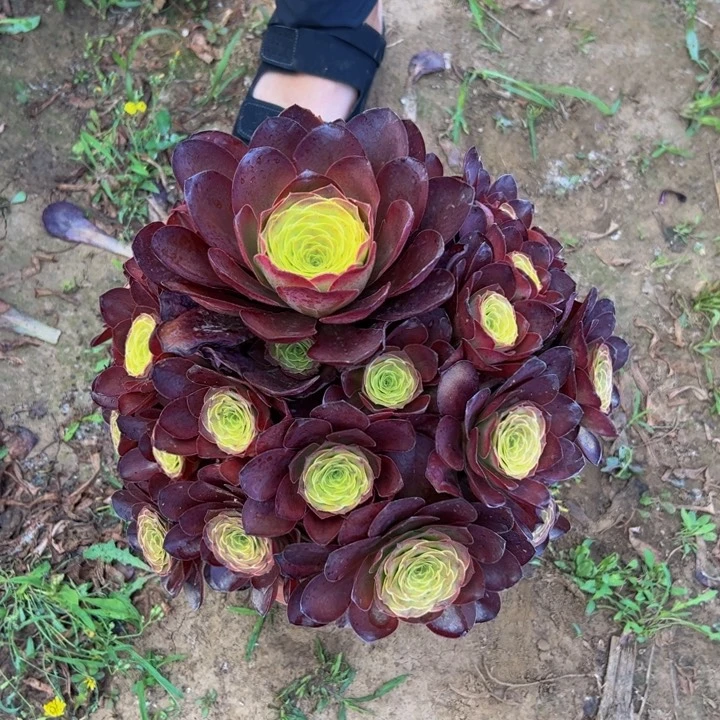 28.8魅金玫瑰一棵