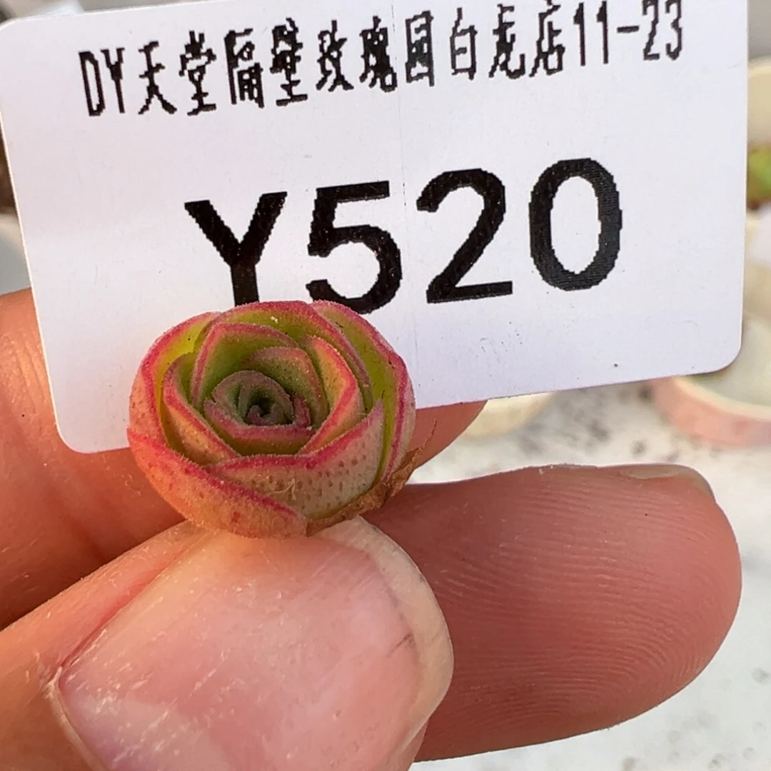 ****来杨520 若初x各种侧芽 福利