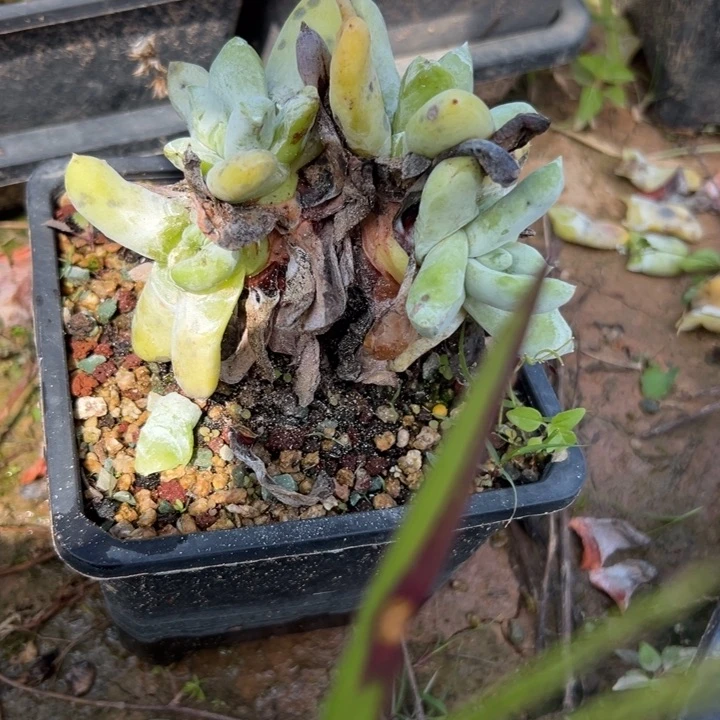 任***！谢谢宝～一物一拍7826