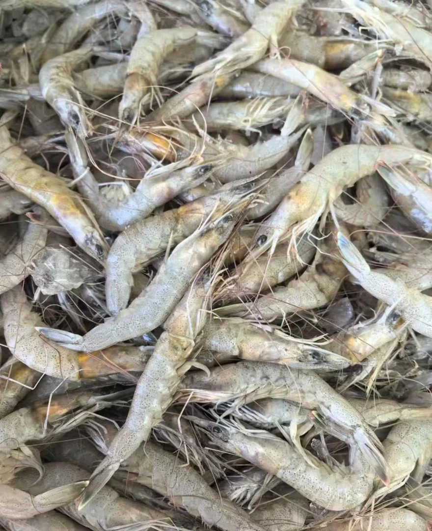 大连本地小海虾4斤顺丰包邮羊毛虾（适合扒虾仁容易掉头）