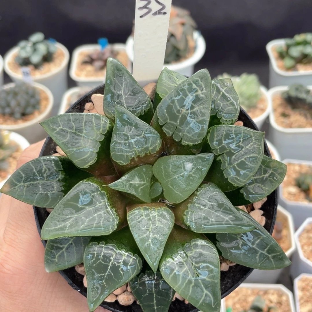 32青木克。